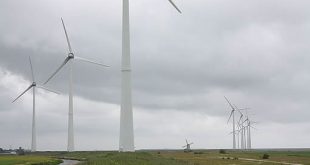 De Meilandjes … tussen de windturbines …?